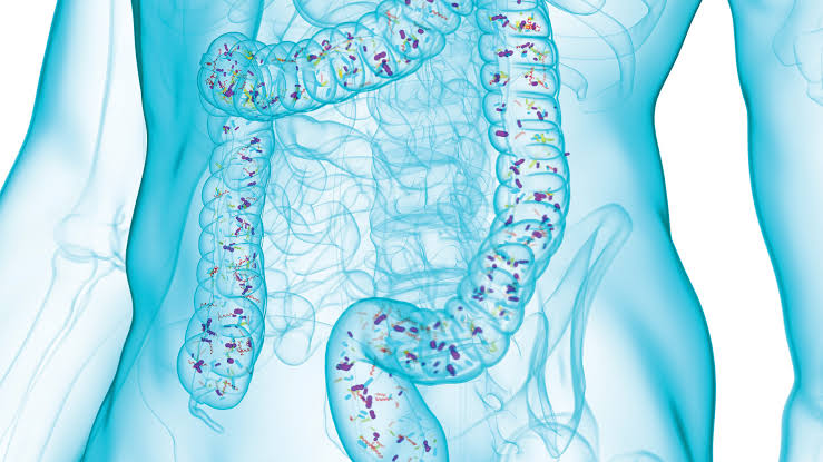 Immune Gut